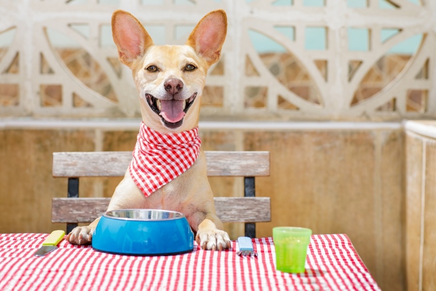 Die Seattle Barkery- ein Foodtruck mit handgemachten Leckerlies